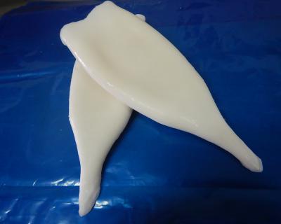 todarodes tube U5