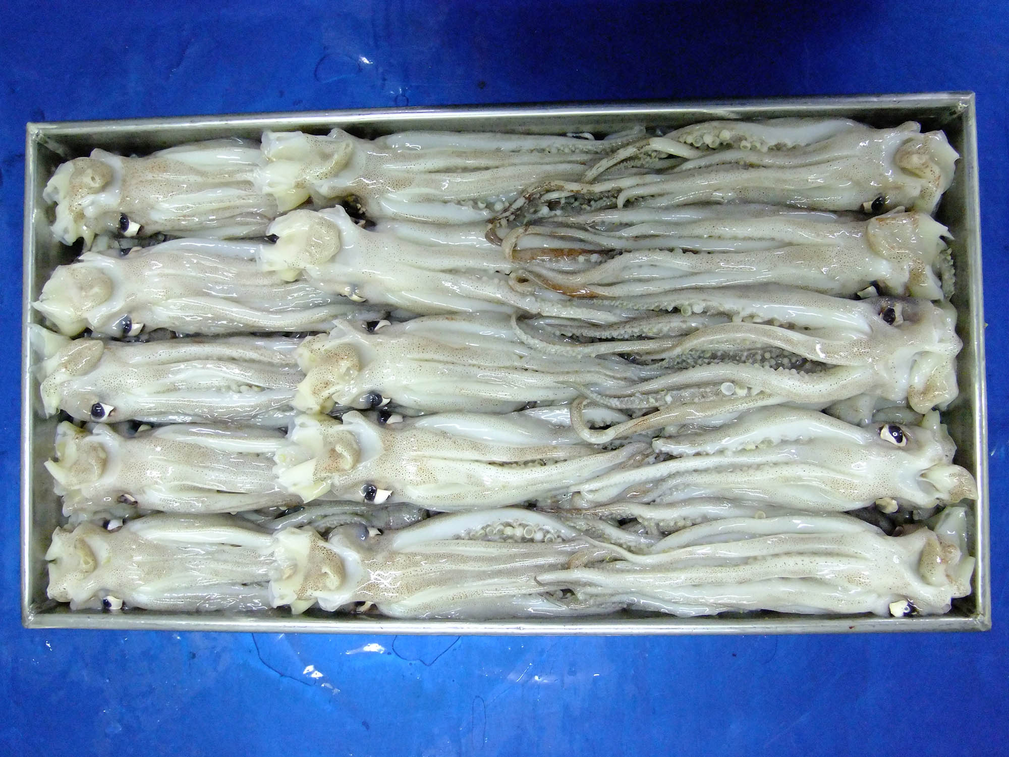 鱿鱼头
